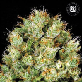 Sour Diesel - BULK SEEDS BANK | TanieSianie.pl