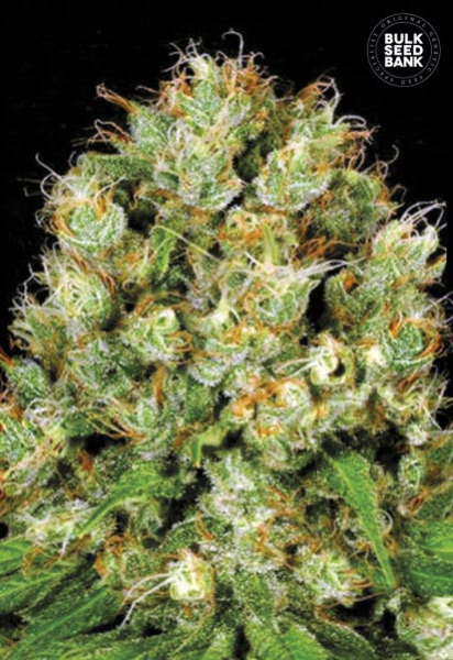 Sour Diesel - BULK SEEDS BANK | TanieSianie.pl