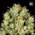 Sour Diesel - BULK SEEDS BANK