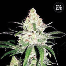 Special Lime Haze - BULK SEED BANK | TanieSianie.pl