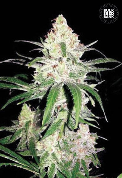 Special Lime Haze - BULK SEED BANK | TanieSianie.pl
