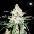 Special Lime Haze - BULK SEED BANK