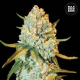 Special Crystal Haze - BULK SEED BANK | TanieSianie.pl