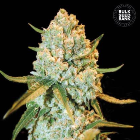 Special Crystal Haze - BULK SEED BANK | TanieSianie.pl