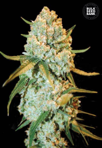 Special Crystal Haze - BULK SEED BANK | TanieSianie.pl