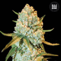 Special Crystal Haze - BULK SEED BANK