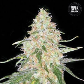 Special Skunk - BULK SEED BANK | TanieSianie.pl