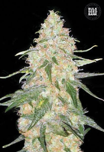 Special Skunk - BULK SEED BANK | TanieSianie.pl