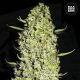 The Unlimited - BULK SEED BANK | TanieSianie.pl