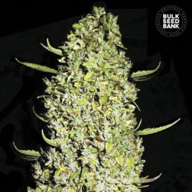 The Unlimited - BULK SEED BANK | TanieSianie.pl