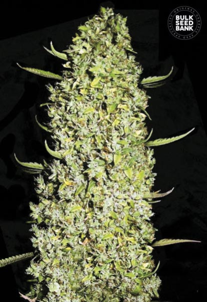 The Unlimited - BULK SEED BANK | TanieSianie.pl