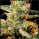 King's Kush - GREEN HOUSE SEEDS | TanieSianie.pl