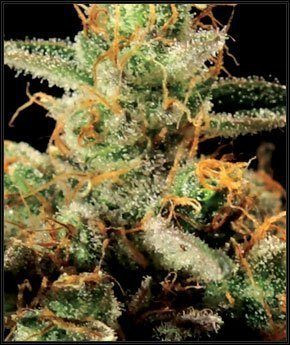King's Kush - GREEN HOUSE SEEDS | TanieSianie.pl
