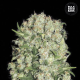 White Prussian - BULK SEED BANK | TanieSianie.pl