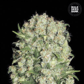 White Prussian - BULK SEED BANK | TanieSianie.pl