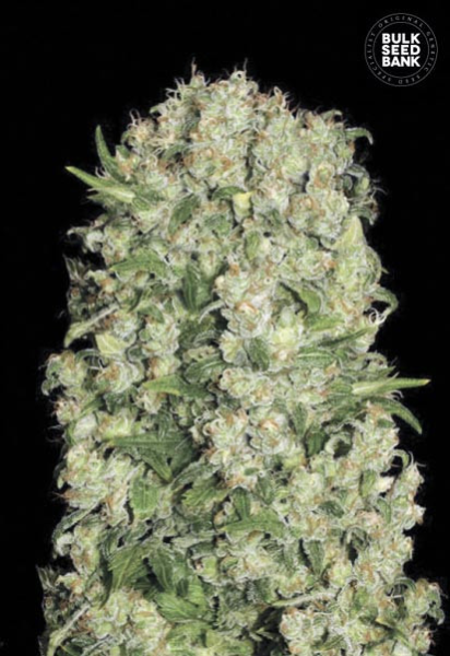 White Prussian - BULK SEED BANK | TanieSianie.pl