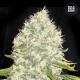 White Widow - BULK SEEDS BANK | TanieSianie.pl