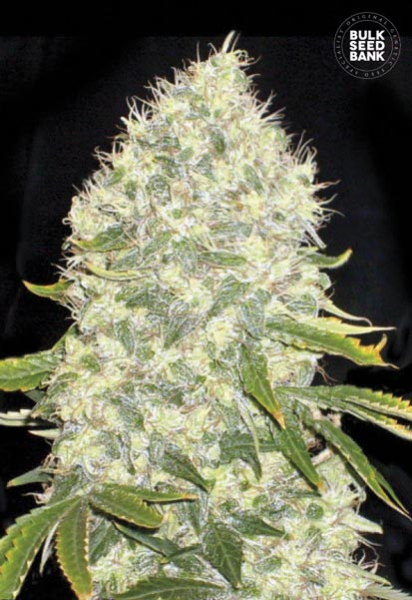 White Widow - BULK SEEDS BANK | TanieSianie.pl