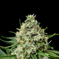 Critical + 2.0 - DINAFEM