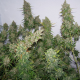 Moby Dick Auto | TanieSianie.pl