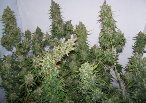Moby Dick Auto | TanieSianie.pl