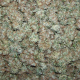 Moby Dick Auto | TanieSianie.pl