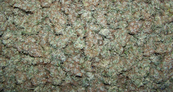 Moby Dick Auto | TanieSianie.pl
