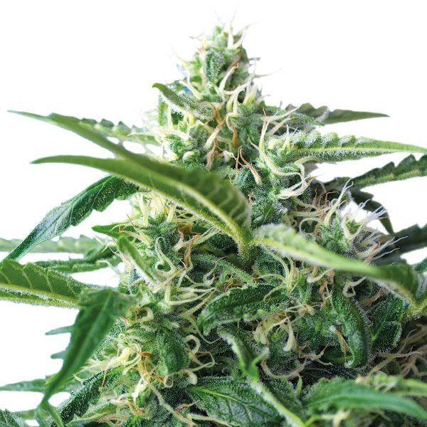 Sweet Skunk Auto | TanieSianie.pl