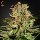 Super Bud - GREEN HOUSE SEEDS | TanieSianie.pl