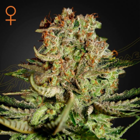 Super Bud - GREEN HOUSE SEEDS | TanieSianie.pl