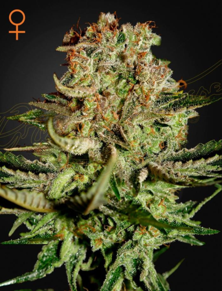 Super Bud - GREEN HOUSE SEEDS | TanieSianie.pl