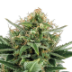 Jack Herer Auto | TanieSianie.pl