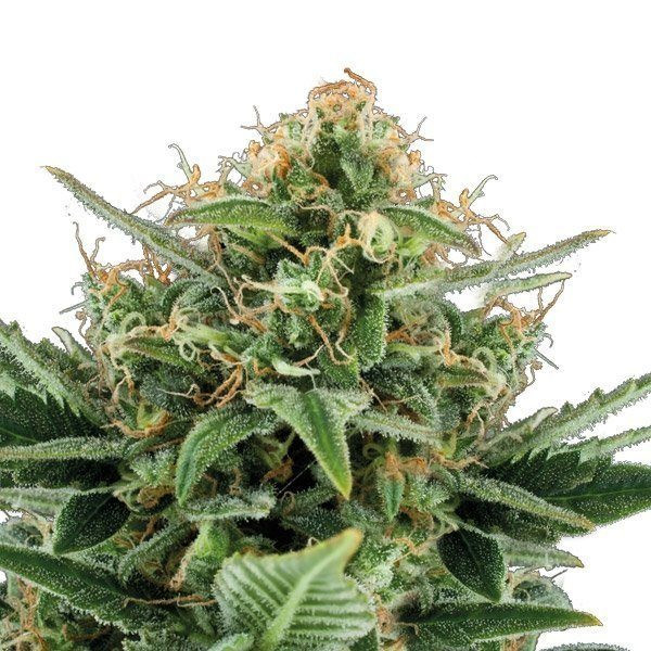 Jack Herer Auto | TanieSianie.pl