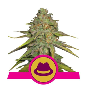 OG Kush - ROYAL QUEEN SEEDS | TanieSianie.pl