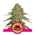 OG Kush - ROYAL QUEEN SEEDS