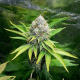 OG Kush - ROYAL QUEEN SEEDS | TanieSianie.pl