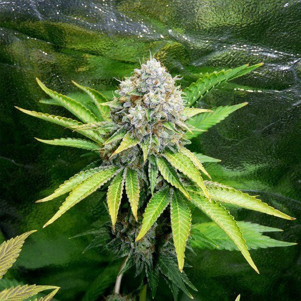 OG Kush - ROYAL QUEEN SEEDS | TanieSianie.pl