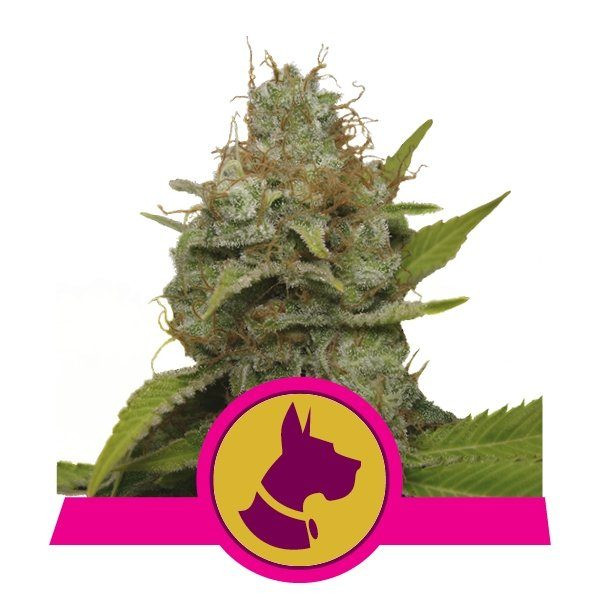 Kali Dog - ROYAL QUEEN SEEDS | TanieSianie.pl