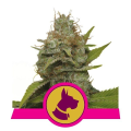 Kali Dog - ROYAL QUEEN SEEDS