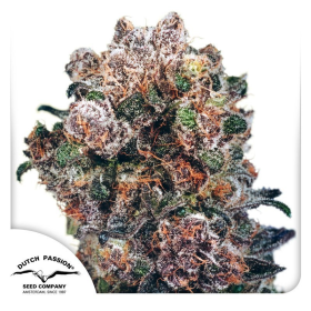 Blueberry - DUTCH PASSION | TanieSianie.pl