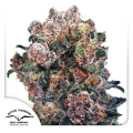 Blueberry - DUTCH PASSION