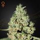 Super Critical - GREEN HOUSE SEEDS | TanieSianie.pl