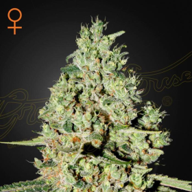 Super Critical - GREEN HOUSE SEEDS | TanieSianie.pl