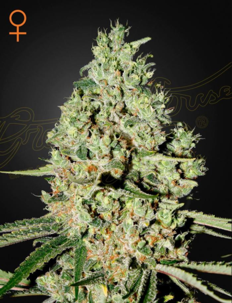 Super Critical - GREEN HOUSE SEEDS | TanieSianie.pl