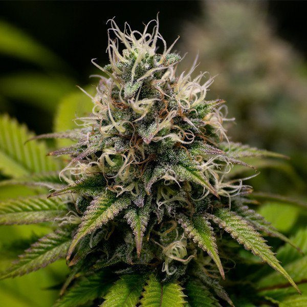 Kali Dog - ROYAL QUEEN SEEDS | TanieSianie.pl