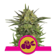 Haze Berry - ROYAL QUEEN SEEDS | TanieSianie.pl