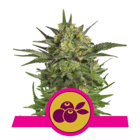 Haze Berry - ROYAL QUEEN SEEDS | TanieSianie.pl