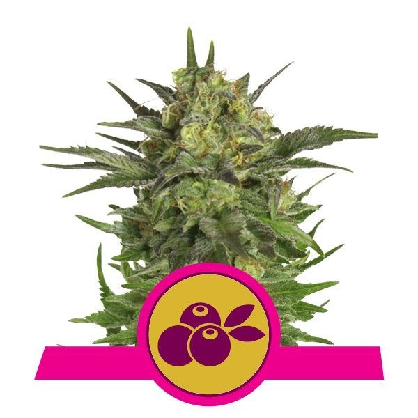 Haze Berry - ROYAL QUEEN SEEDS | TanieSianie.pl