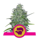 Skunk XL - ROYAL QUEEN SEEDS | TanieSianie.pl