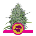 Skunk XL - ROYAL QUEEN SEEDS